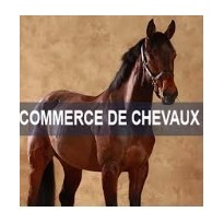 Commerce De chevaux